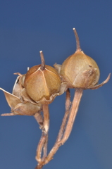 Ipomoea rubriflora