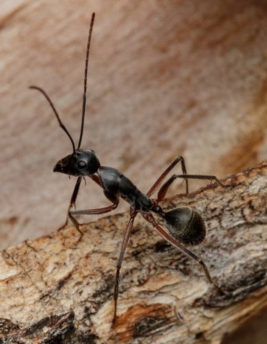 Camponotus gouldianusCamponotus gouldianus