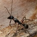 Camponotus gouldianus - Photo (c) Daniel Kurek,  זכויות יוצרים חלקיות (CC BY-NC), הועלה על ידי Daniel Kurek