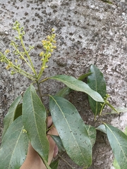 Ocotea disjuncta