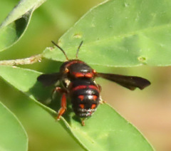 Loyolanthidium