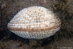 Periglypta reticulata