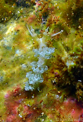 Favorinus japonicus