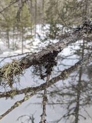 Tuckermanopsis americana