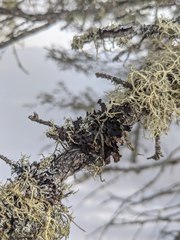 Tuckermanopsis americana
