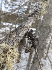 Tuckermanopsis americana