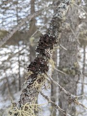 Tuckermanopsis americana