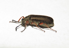 Lytta aenea