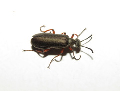 Lytta aenea