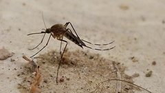 Aedes canadensis canadensis