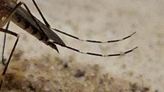 Aedes canadensis canadensis