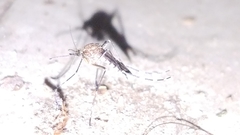 Aedes canadensis canadensis