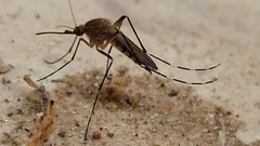 Aedes canadensis canadensis