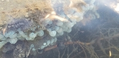 Eudistoma