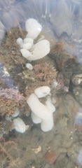 Eudistoma