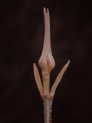 Viburnum cassinoides image