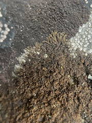 Tingiopsidium sonomense