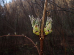 Media resource of Sambucus racemosa