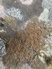 Tingiopsidium sonomense