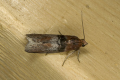 Sciota vetustella