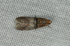 Sciota vetustella