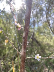 Leptospermum squarrosum