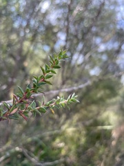 Leptospermum squarrosum