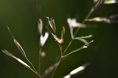 Helictotrichon convolutum