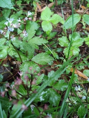 Sanicula lamelligera