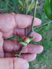 Callirhytis quercusventricosa