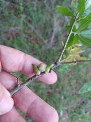 Callirhytis quercusventricosa