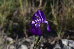 Iris pallida illyrica