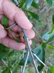Callirhytis quercusventricosa