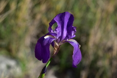 Iris pallida illyrica