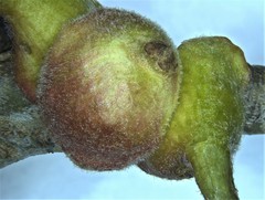 Callirhytis quercusventricosa
