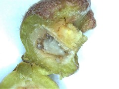 Callirhytis quercusventricosa
