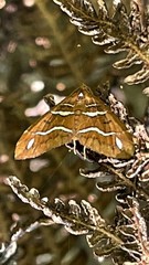 Chaetolopha niphosticha