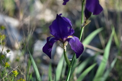Iris pallida illyrica