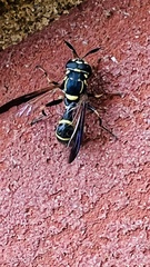 Sphiximorpha willistoni