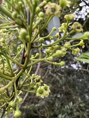 Maytenus laxiflora