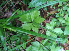 Sanicula lamelligera