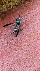 Sphiximorpha willistoni