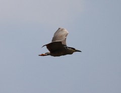 Nycticorax nycticorax