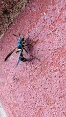 Sphiximorpha willistoni