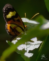 Placidina euryanassa