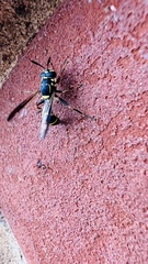 Sphiximorpha willistoni