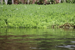 Myriophyllum aquaticum