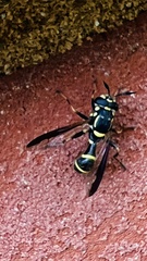 Sphiximorpha willistoni