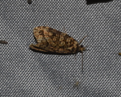 Olethreutes monetiferanum