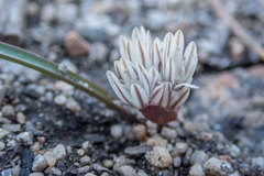Allium obtusum obtusum